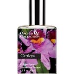 cattleya orchid demeter