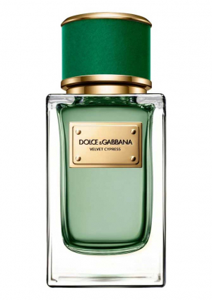 velvet cypress perfumes by dolce gabbana