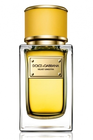 velvet ginestra perfumes by dolce gabbana